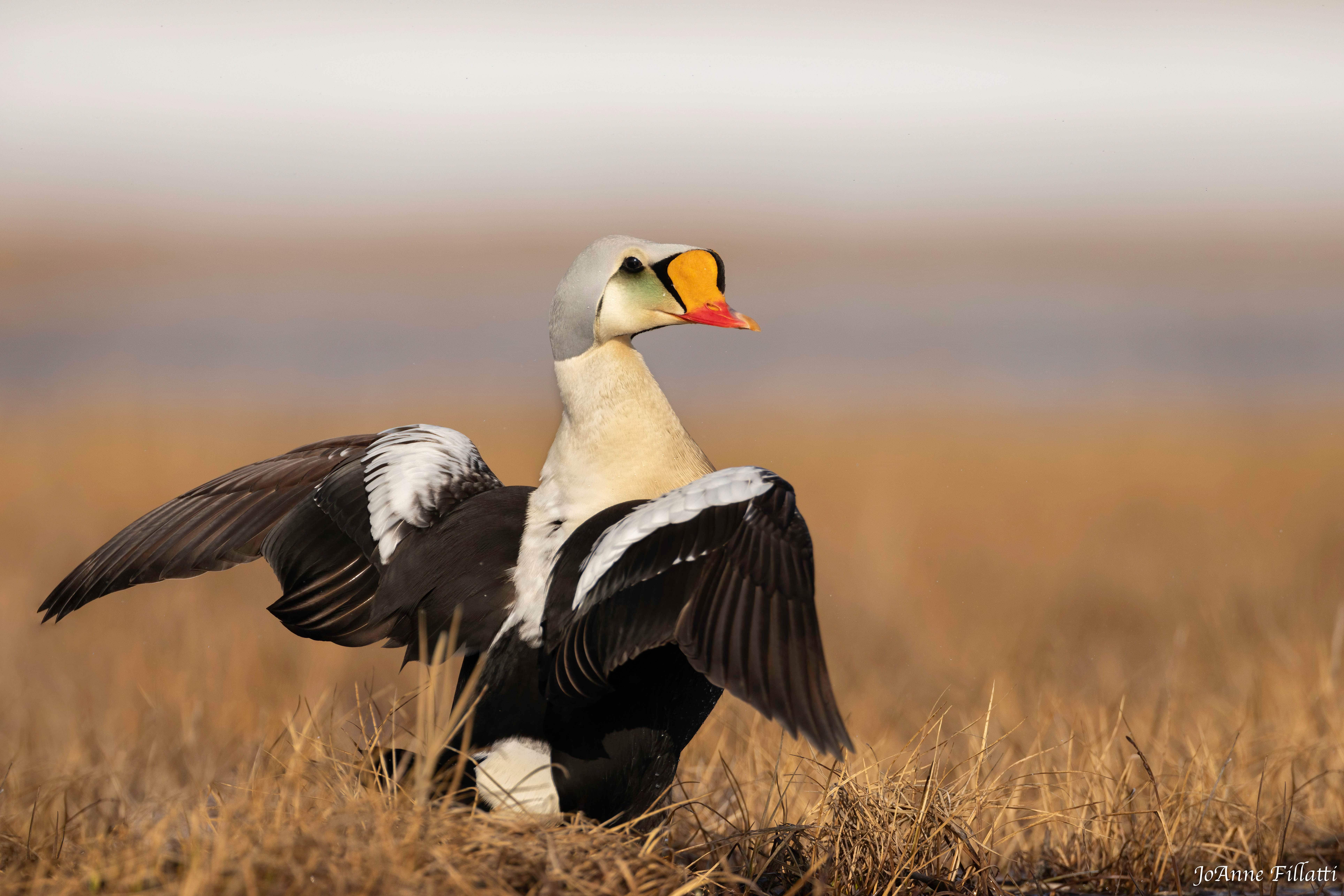 bird of Utqiagvik image 5